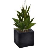 Potted plant
